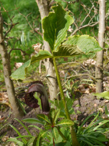 Arisaema griffithii 'Pradhanii',im Raritätengarten Tuinfleur