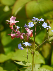 Im Raritätengarten Tuinfleur, Epimedium und Brunnera