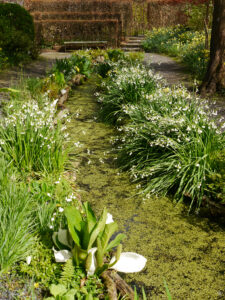 Lysichiton camtschatcensis, Ostasiatische weiße Scheincalla und Leucojum aestivum ' im Mäandergarten von Tuinfleur