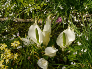 Lysichiton camtschatcensis, Ostasiatische weiße Scheincalla im Mäandergarten von Tuinfleur