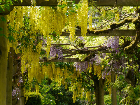 Goldregen- und Wisteria-Gang am Rand des Küchengartens von Heale Garden