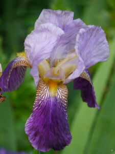 Bartiris in Heale Garden