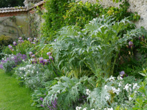 Artischocken und Bartiris an der Mauer von Heale Garden