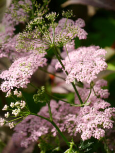 Sämling von Wilder Möhre in Heale Garden