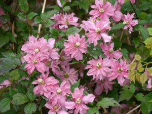 Clematis montana 'Broughton Star', Heale House