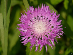 Stokesia laevis 'Color Wheel' in Heale Garden