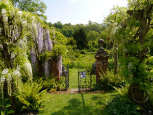 Blauregengang mit Tor zum japanischen Wassergarten von Heale Garden