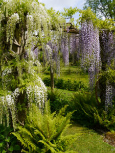 Blauregengang in Heale Garden