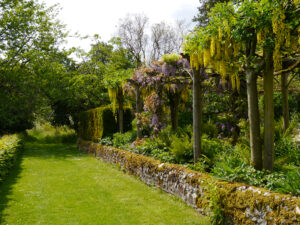 Blauregen und Goldregen in Heale Garden