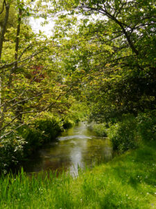 Im Japanischen Wassergarten von Heale Garden