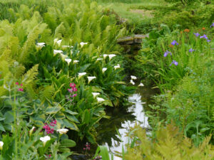 Im Japanischen Wassergarten von Heale Garden, Sumpfcalla, Farne, Etagenprimel und Sumpfiris