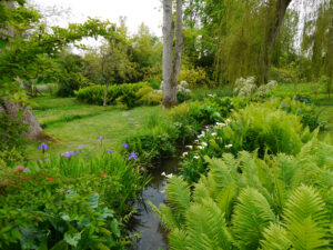 Im Japanischen Wassergarten von Heale Garden, Sumpfcalla, Farne, Etagenprimel und Sumpfiris