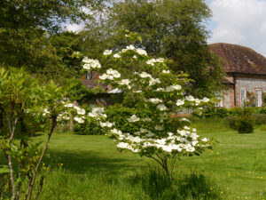 Magnolia 'Venus' im Heale Garden