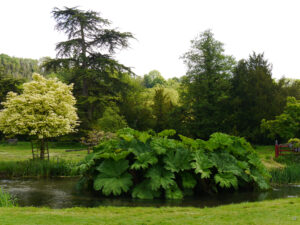 Gunnera im japanischen Wassergarten von Heale Garden