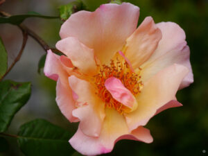 Rosen in Heale Garden