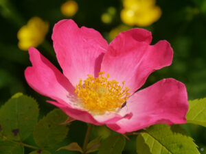 Moschusrose in Heale Garden