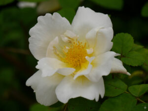 Rose in Heale Garden