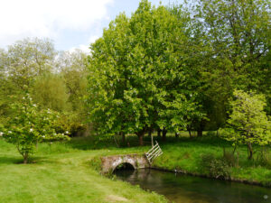 Magnolien und Taschentuchbaum in Heale Garden