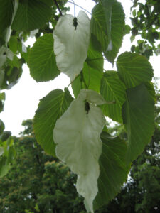 Davidia involucrata, Holehird Gardens