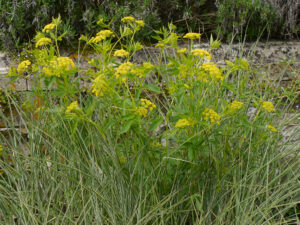 Patrinia scabiosifolia – Hoher Goldbaldrian, Heale House, Wiltshire