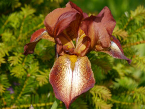 Hohe Bartiris im Heale Garden