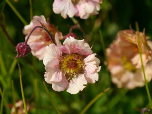 Geum 'Mai Tai', Heale House, Wiltshire