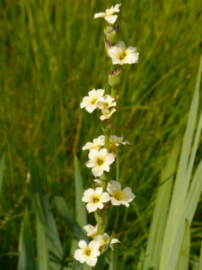 Sisyrinchium striatum, Binsenlilie, Argentinisches Grasschwertel, Heale House, Wiltshire