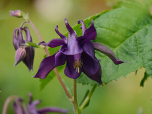 Aquilegia vulgaris, Heale Garden