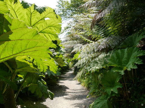 Trebah Garden in Cornwall