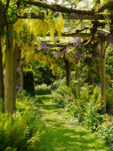 Heale Garden, Goldregen- und Blauregen-Gang