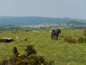 Der Nationalpark Dartmoor, einer der landschaftlichen Besonderheiten in Südengland, beherbergt Ponys, die wie Wildpferde frei leben.