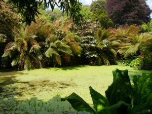 Trebah Garden, mein erster "Cornischer Garten" in Cornwall