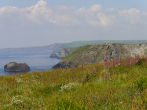 Biodiversität an einem historischen unvermuteten Ort in Tintagel