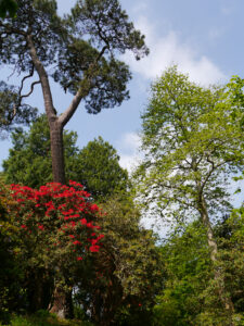 Trelissick Garden, NT, Cornwall