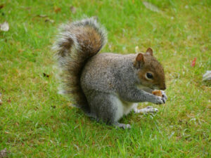 Trelissick Garden, NT, Cornwall und einer der Bewohner, ein Grauhörnchen