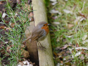 Robin in Ridleys Cheer , Chippenham , Wiltshire