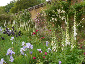 Mottisfont Abbey Rose Garden NT, Romsey, Hampshire