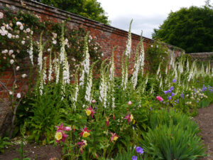 Mottisfont Abbey Rose Garden NT, Romsey, Hampshire