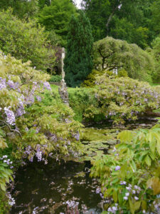 Seerosenteich umgeben von Wisteria sinensis im Peto Garden