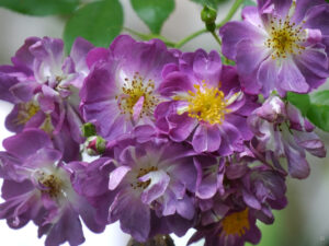 Rosa 'Veilchenblau' in Wurzerlsgarten an der Terrasse