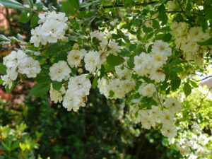 Rosa 'Guirlande d'Amour, Wurzerlsgarten, im Rosenpavillon