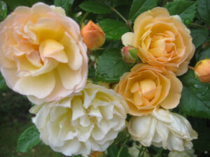 Rosa 'Ghislaine de Feligonde', Wurzerlsgarten, im Wintergartenbeet