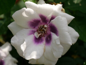 Rosa 'Eyes for you', Wurzerlsgarten