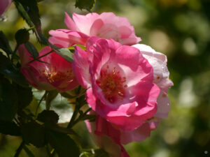 Rosa 'See You in Rosé', Wurzerlsgarten