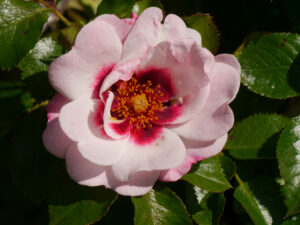 Rosa 'Bright' Eyes', Wurzerlsgarten