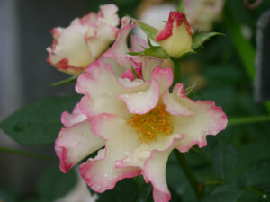 Rosa 'Liola', Barni Rose, Wurzerlsgarten