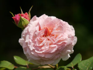 Rosa 'James Galway', Wurzerlsgarten