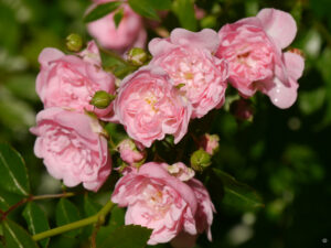 Rosa 'The Fairy' Wurzerlsgarten