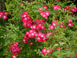 Rosa 'Libertas' Wurzerlsgarten