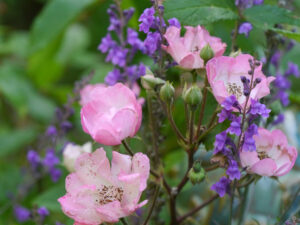 Rosa 'Alden Biesen',  und Linaria purpurea in Wurzerlsgarten